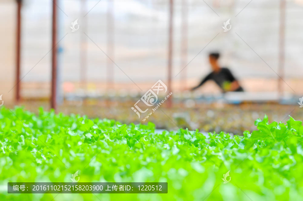 水培蔬菜
