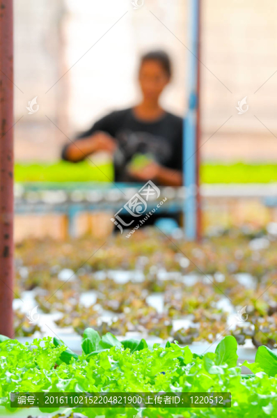 水培蔬菜