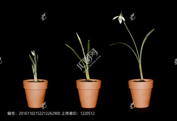 在赤陶土盆三個雪花