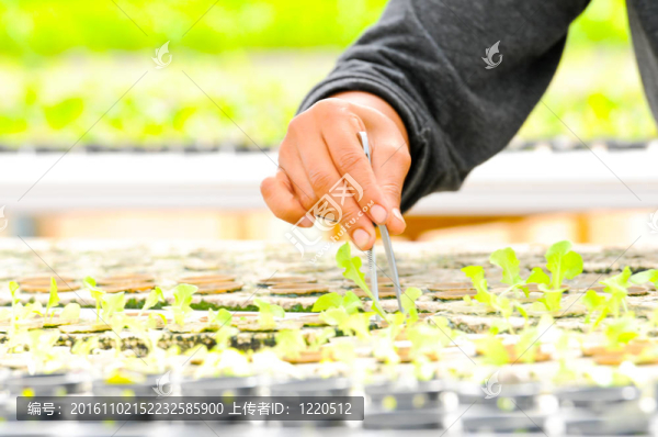 水培蔬菜