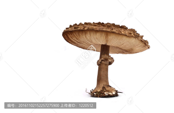 蘑菇傘菌