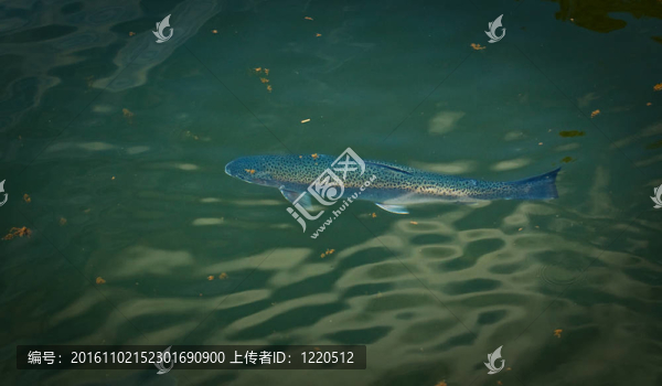 藍(lán)色的魚(yú)