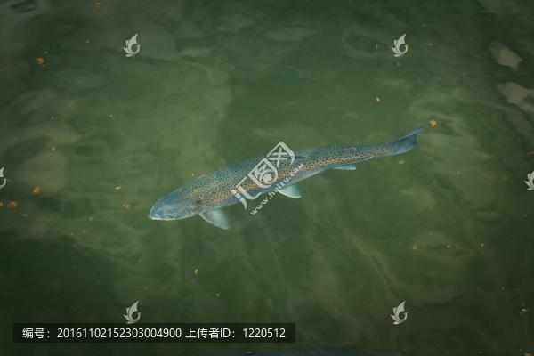 藍(lán)色的魚