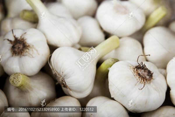 新鮮大蒜
