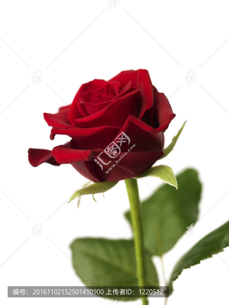 紅玫瑰