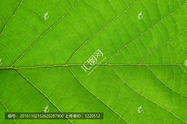 綠葉的細節(jié)