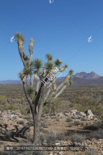 沙漠中的Joshua,Tree