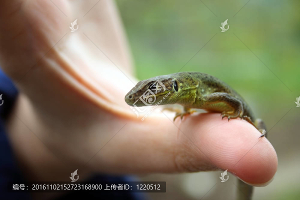 蜥蜴的拇指