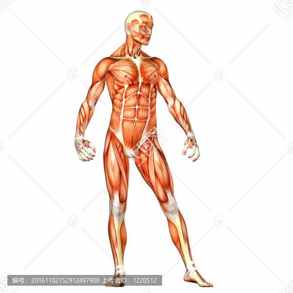 男性人體解剖