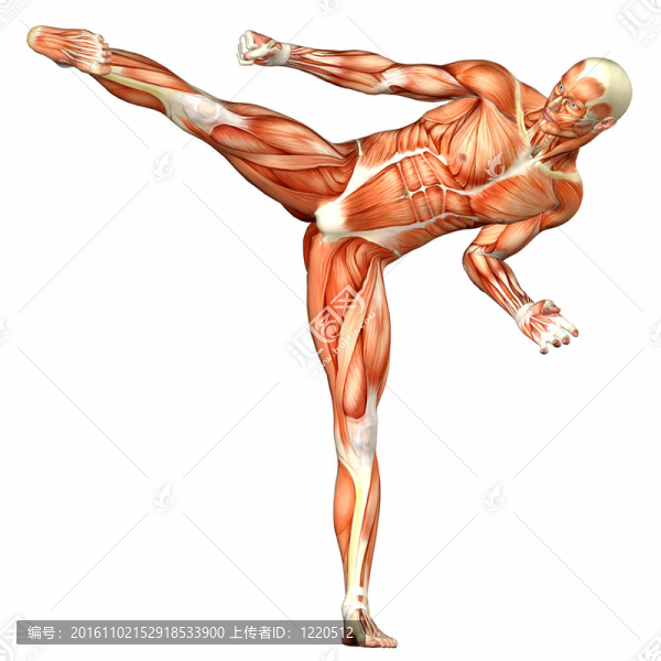 男性人體解剖