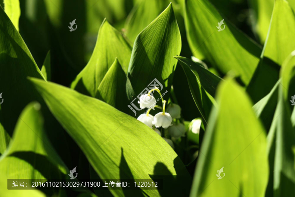 山谷的莉莉
