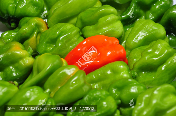 真正的來自墨西哥的辣椒