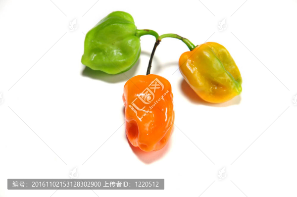 真正的來自墨西哥的辣椒