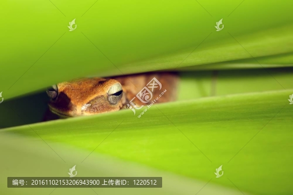隱藏在樹葉中的青蛙