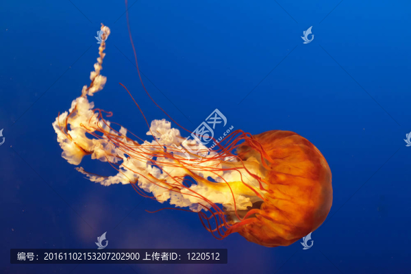 橙色鐘形水母