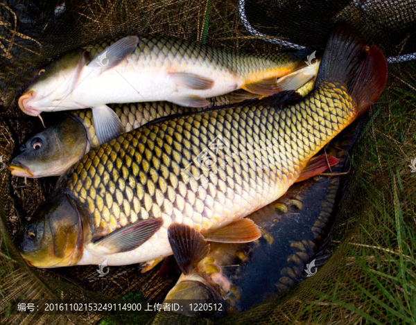 鯉魚(yú)