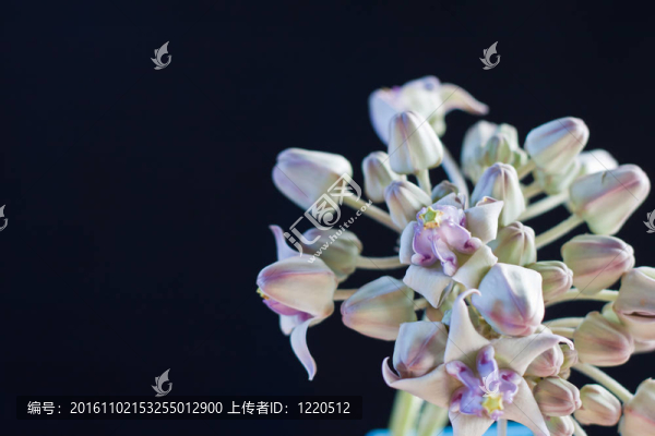 紫冠花的背景