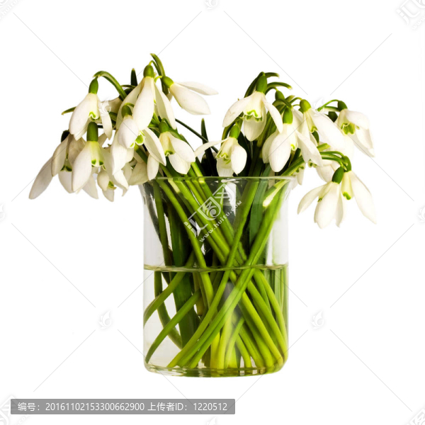 花雪花蓮的花束