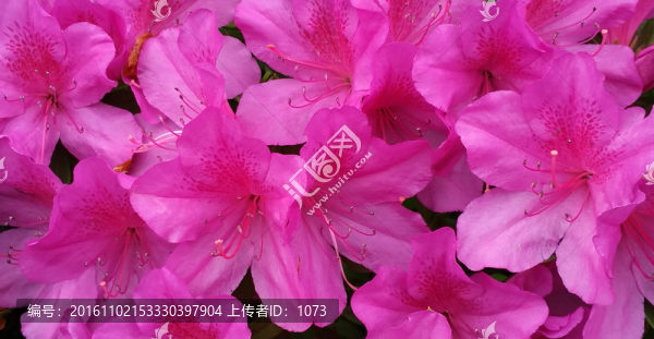 山杜鵑花底紋