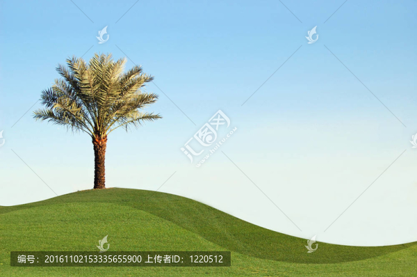 棕櫚日期