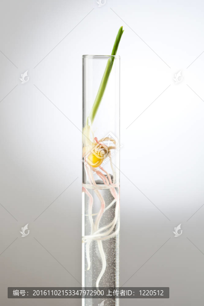 小植物