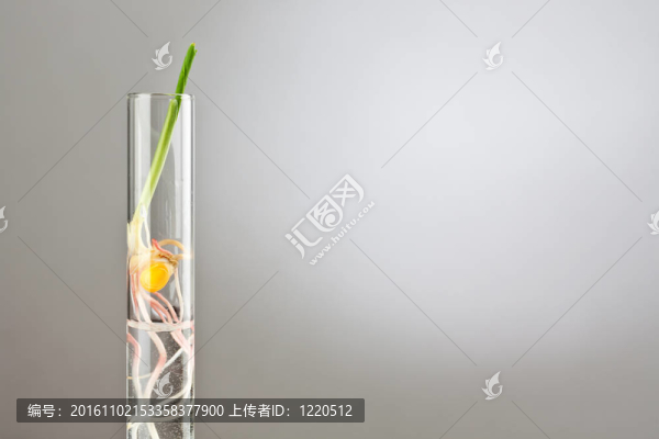 發(fā)芽生長