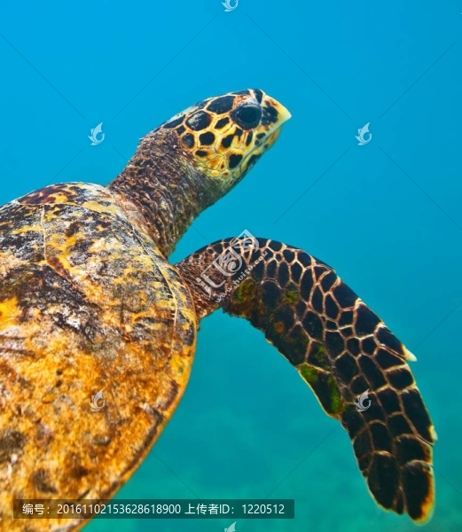 看到海龜