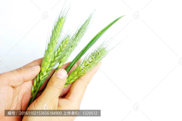手麥耳