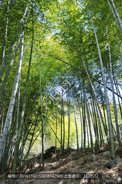 竹林