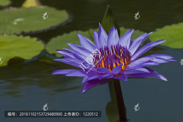 美麗的荷花