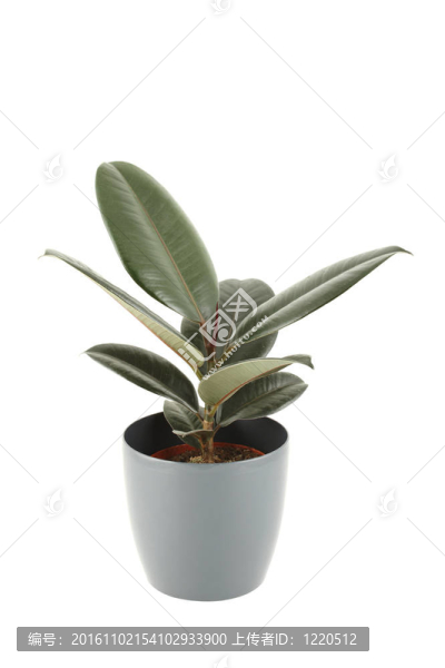 無(wú)花果樹(shù)