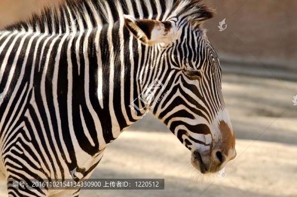 斑馬