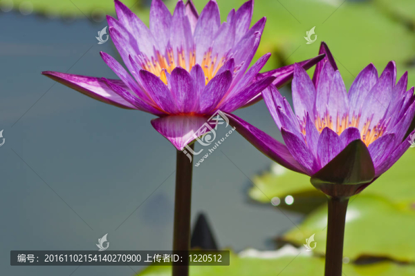 美麗的荷花-匯圖網(wǎng) www.fosd68.com 美麗的荷花