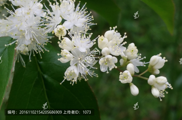 野花,無名