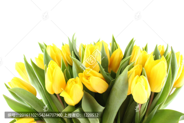 白色的郁金香花束