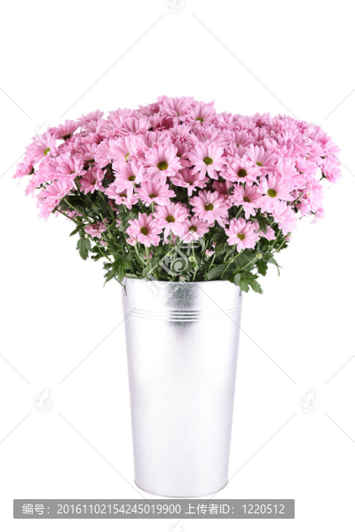 一束菊花