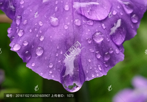 雨露蝴蝶蘭