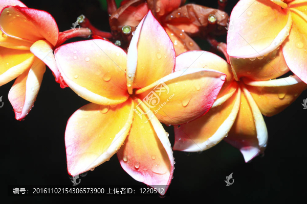 美麗的黃色花背景