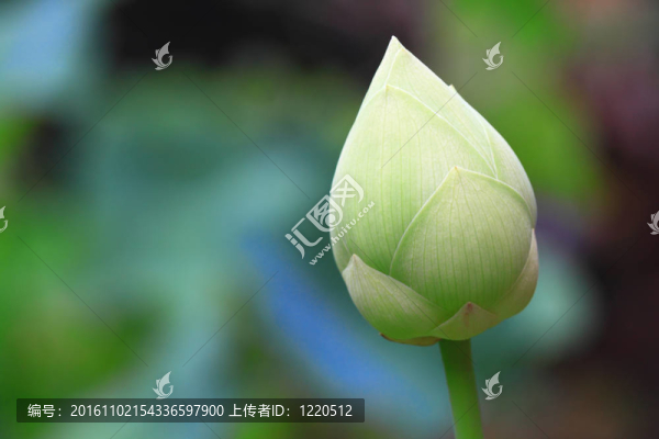 碧蓮