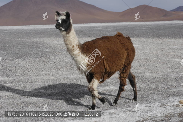 孤獨(dú)的喇嘛