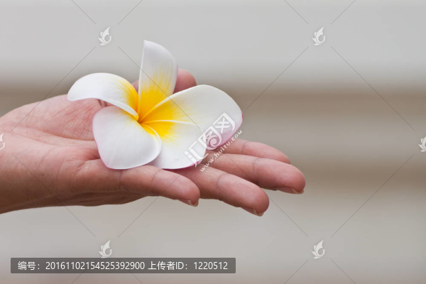 雞蛋花的花朵特寫手。