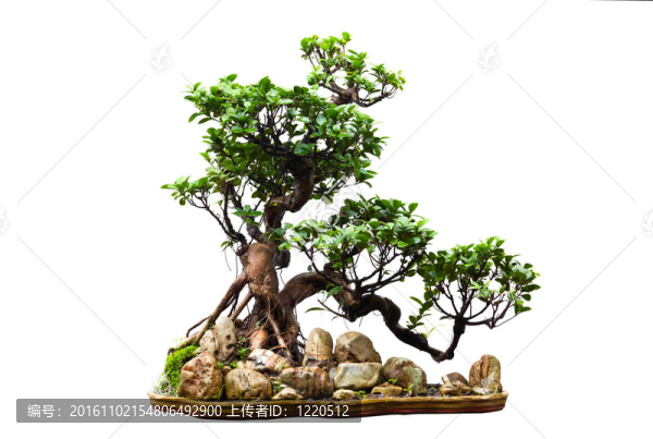 白色常綠盆景