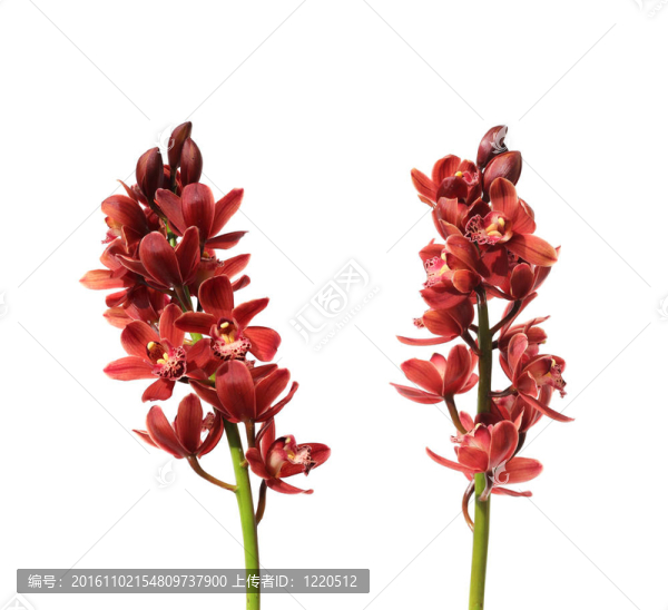 兩個(gè)紅色的蘭花