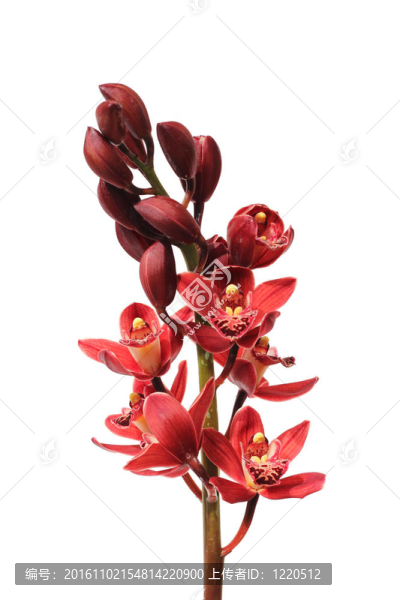 紅蘭花