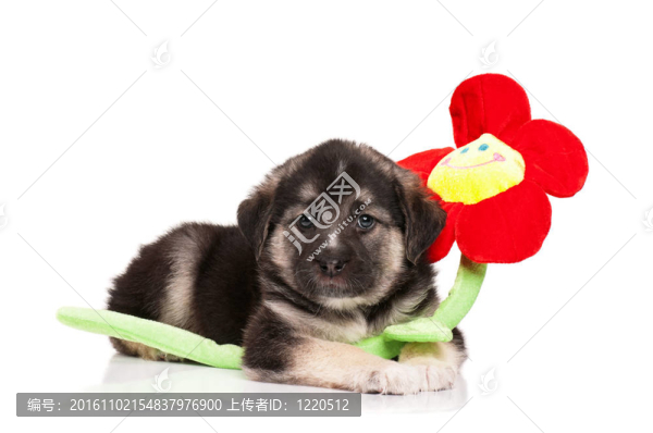 可愛(ài)的小狗