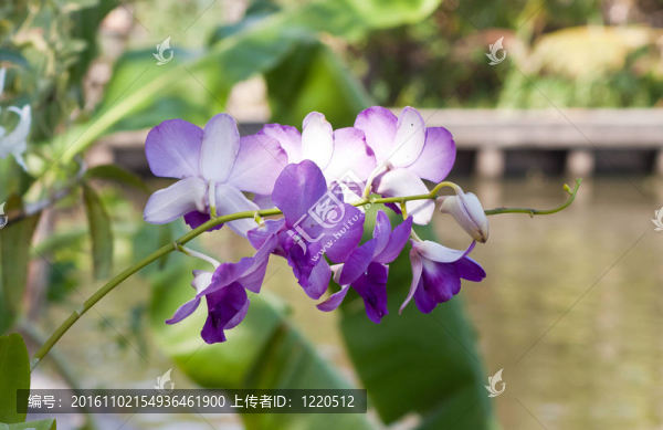 美麗的紫色蘭花