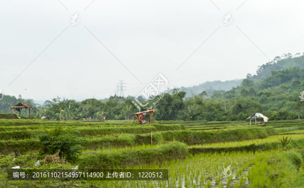 水稻梯田