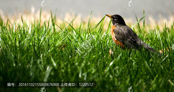 美洲知更鳥