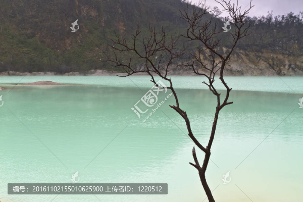 湖邊的樹枝