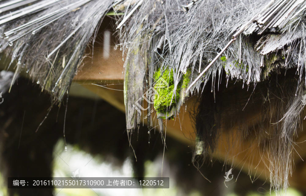 苔蘚與Straw,Roof